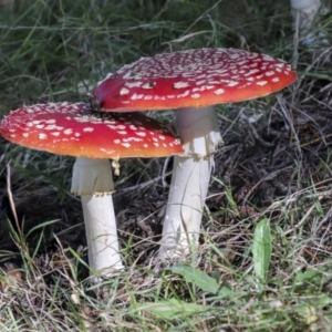 Amanita muscaria at Molonglo Valley, ACT - 17 May 2022