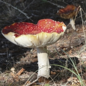 Amanita muscaria at Molonglo Valley, ACT - 17 May 2022