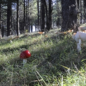 Amanita muscaria at Molonglo Valley, ACT - 17 May 2022