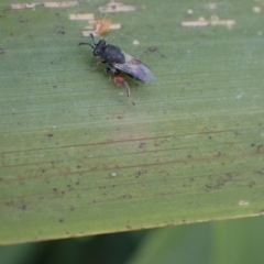 Chalcididae (family) (Unidentified chalcid wasp) at Murrumbateman, NSW - 19 May 2022 by SimoneC