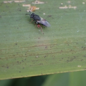 Chalcididae (family) at Murrumbateman, NSW - 19 May 2022 02:48 PM