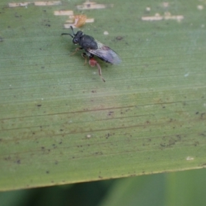 Chalcididae sp. (family) (TBC) at suppressed by SimoneC
