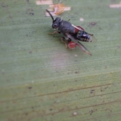 Chalcididae (family) at Murrumbateman, NSW - 19 May 2022