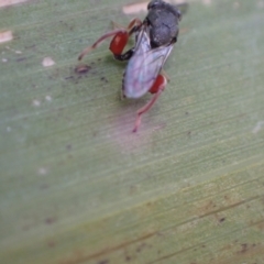 Chalcididae (family) at Murrumbateman, NSW - 19 May 2022