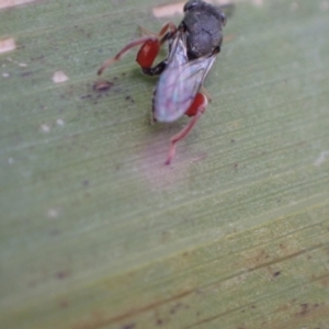 Chalcididae (family) at Murrumbateman, NSW - 19 May 2022