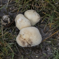 Lycoperdon pratense (Meadow Puffball) at Googong Foreshore - 15 May 2022 by AlisonMilton