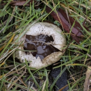 Lycoperdon pratense at Burra, NSW - 15 May 2022