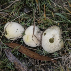 Lycoperdon pratense at Burra, NSW - 15 May 2022