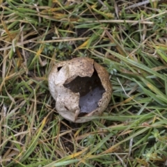 Lycoperdon pratense at Burra, NSW - 15 May 2022 12:10 PM