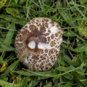 Chlorophyllum/Macrolepiota sp. (genus) at Burra, NSW - 15 May 2022 12:09 PM