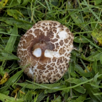 Chlorophyllum/Macrolepiota sp. (genus) at Burra, NSW - 15 May 2022 by AlisonMilton