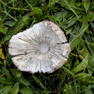 Chlorophyllum/Macrolepiota sp. (genus) at Burra, NSW - 15 May 2022 12:09 PM