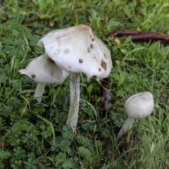 zz agaric (stem; gill colour unknown) at Burra, NSW - 15 May 2022 by AlisonMilton