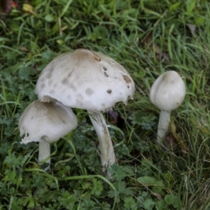 zz agaric (stem; gill colour unknown) at Burra, NSW - 15 May 2022 12:05 PM