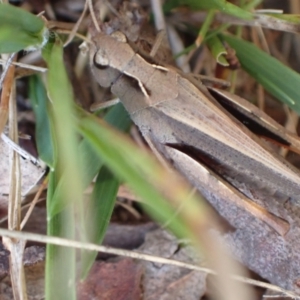 Cryptobothrus chrysophorus at Murrumbateman, NSW - 19 May 2022