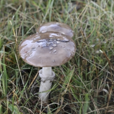 Amanita sp. (Amanita sp.) at Googong Foreshore - 15 May 2022 by AlisonMilton