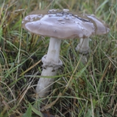 Amanita sp. at Burra, NSW - 15 May 2022 11:53 AM