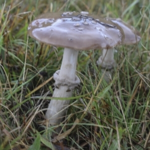 Amanita sp. at Burra, NSW - 15 May 2022