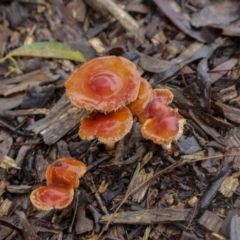 Leratiomcyes ceres (Red Woodchip Fungus) at Googong Foreshore - 15 May 2022 by AlisonMilton