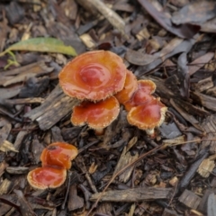 Leratiomcyes ceres (Red Woodchip Fungus) at QPRC LGA - 15 May 2022 by AlisonMilton