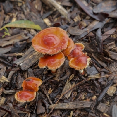 Leratiomcyes ceres (Red Woodchip Fungus) at Googong Foreshore - 15 May 2022 by AlisonMilton