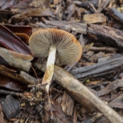 Leratiomcyes ceres at Burra, NSW - 15 May 2022