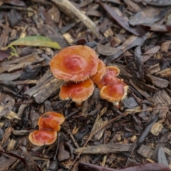 Leratiomcyes ceres at Burra, NSW - 15 May 2022