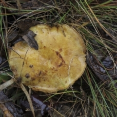 Unidentified Cap on a stem; gills below cap [mushrooms or mushroom-like] (TBC) at Burra, NSW - 15 May 2022 by AlisonMilton