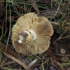 Cortinarius sp. at Burra, NSW - 15 May 2022 11:43 AM