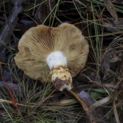 Cortinarius sp. at Burra, NSW - 15 May 2022 11:43 AM