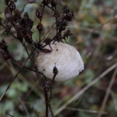 Mantodea (order) (Unidentified praying mantis) at Burra, NSW - 15 May 2022 by AlisonMilton