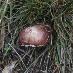zz agaric (stem; gills white/cream) at Burra, NSW - 15 May 2022 by AlisonMilton