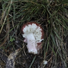 zz agaric (stem; gills white/cream) at Burra, NSW - 15 May 2022