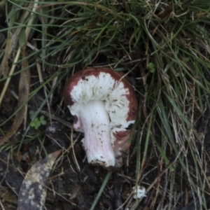 zz agaric (stem; gills white/cream) at Burra, NSW - 15 May 2022 11:36 AM