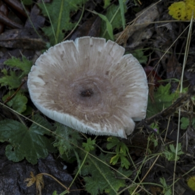 Lepiota s.l. at QPRC LGA - 15 May 2022 by AlisonMilton