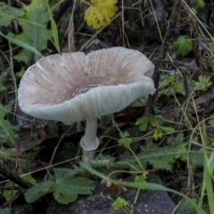 Lepiota s.l. at Burra, NSW - 15 May 2022