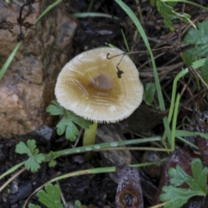 Lepiota s.l. at Burra, NSW - 15 May 2022 11:38 AM