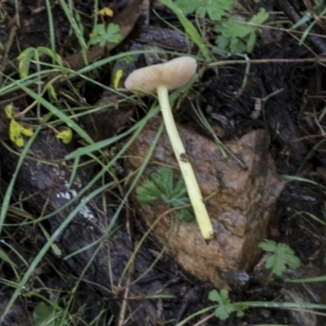 Lepiota s.l. at Burra, NSW - 15 May 2022