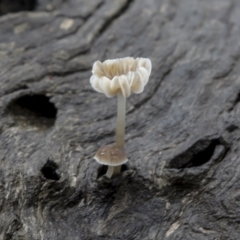 Mycena sp. (genus) (Mycena) at Burra, NSW - 15 May 2022 by AlisonMilton