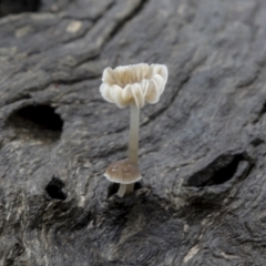 Mycena sp. (Mycena) at QPRC LGA - 15 May 2022 by AlisonMilton