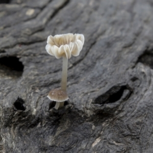 Mycena sp. at Burra, NSW - 15 May 2022 10:42 AM