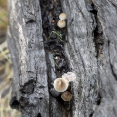 Mycena sp. at Burra, NSW - 15 May 2022 10:42 AM