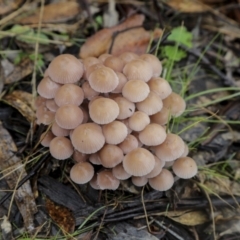 Mycena sp. (Mycena) at QPRC LGA - 15 May 2022 by AlisonMilton