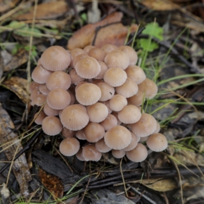 Mycena sp. (Mycena) at QPRC LGA - 15 May 2022 by AlisonMilton