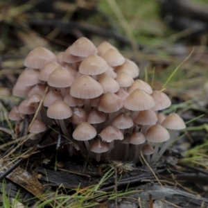 Mycena sp. at Burra, NSW - 15 May 2022 10:40 AM