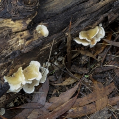 Unverified Shelf-like to hoof-like & usually on wood at Burra, NSW - 15 May 2022 by AlisonMilton