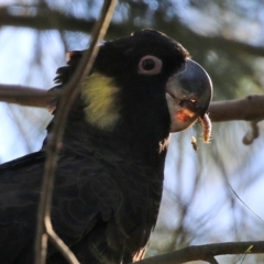 Zanda funerea (Yellow-tailed Black-Cockatoo) at Fyshwick, ACT - 19 May 2022 by RodDeb