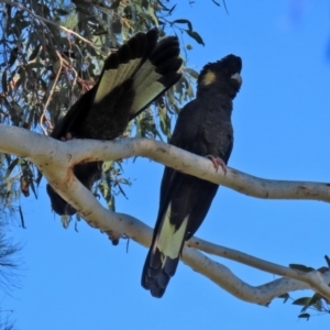 Zanda funerea at Fyshwick, ACT - 19 May 2022