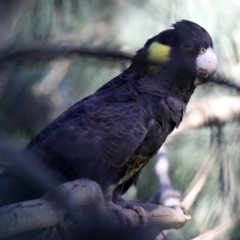 Zanda funerea at Fyshwick, ACT - 19 May 2022