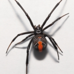 Latrodectus hasselti (Redback Spider) at Evatt, ACT - 19 May 2022 by TimL